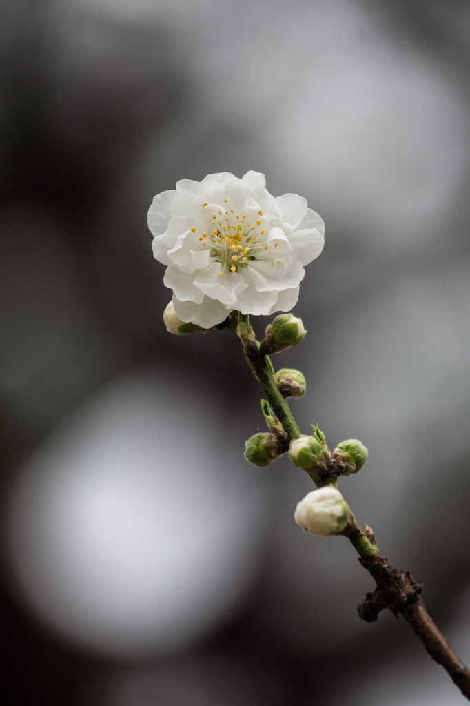 桃の花