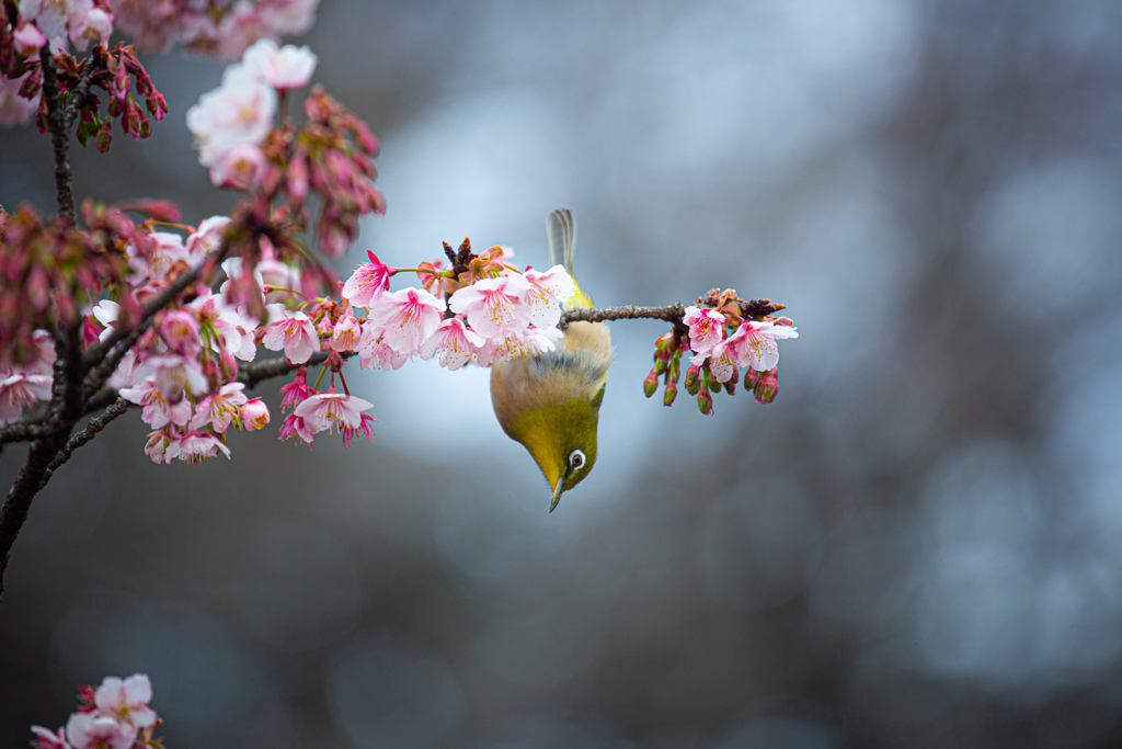 寒桜とメジロ　Ⅴ