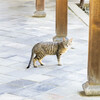 東福寺で会った猫