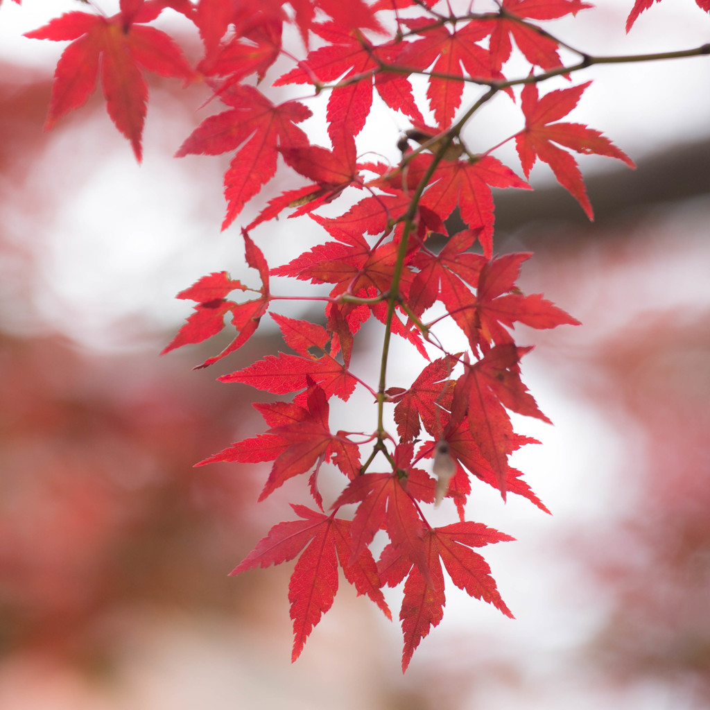 紅色に魅せられて。