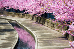 桜の水路で。