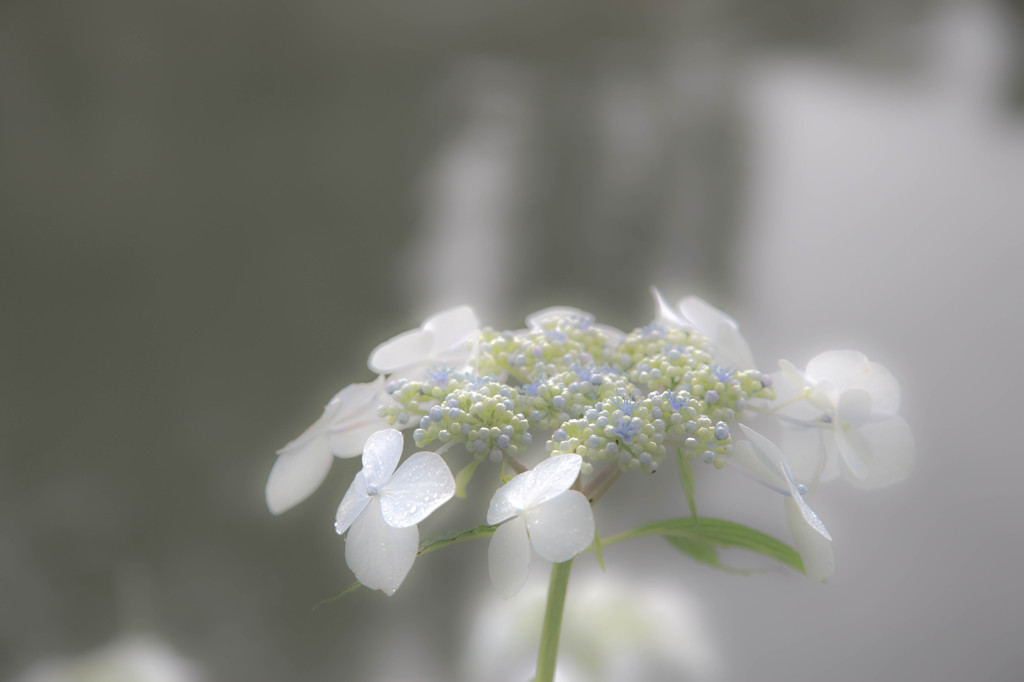 涙雨･･･。