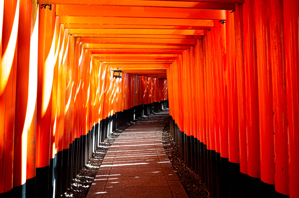 千本鳥居　Ⅴ