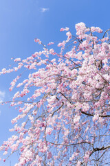 八重紅しだれ桜