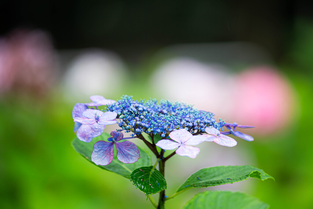 紫陽花苑で