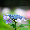 紫陽花苑で