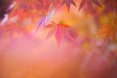 一休寺で撮った紅葉