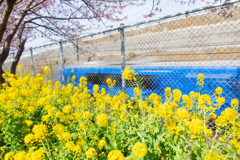 菜の花と青い電車
