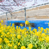 菜の花と青い電車
