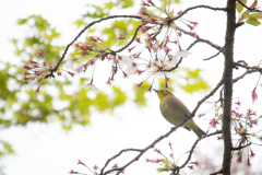 なごりの桜