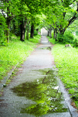 雨上がりの散歩道