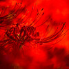 深紅に燃える　Ⅱ