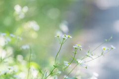 散歩道の小さな花