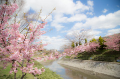 早咲きの桜Ⅳ