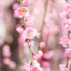 城南宮のしだれ梅