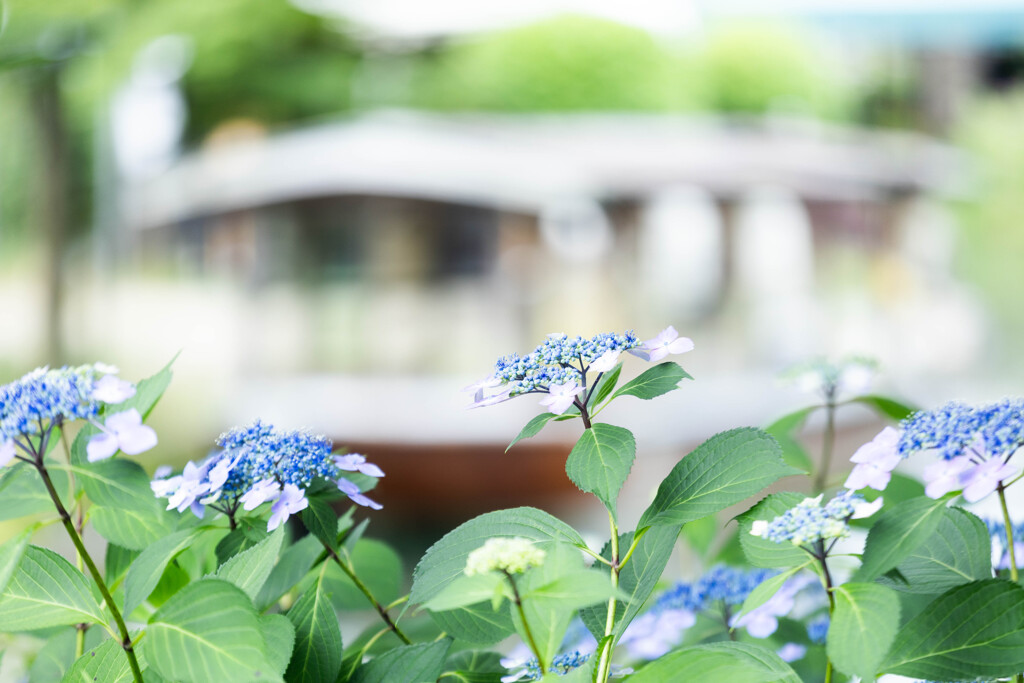 伏見、紫陽花の頃 ④