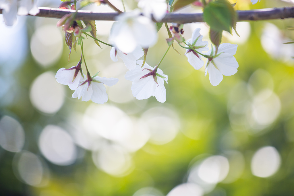 花街道で咲いていた桜