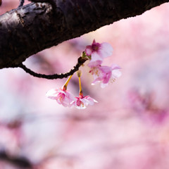 河津桜が咲く。　Ⅳ