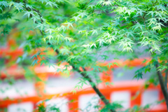 青もみじ　伏見稲荷にて