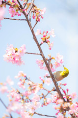 河津桜とメジロ　Ⅱ