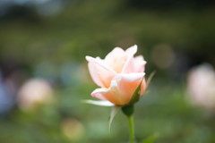 薄橙色の薔薇