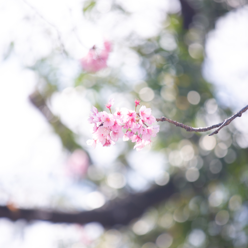桜の季節　Ⅱ
