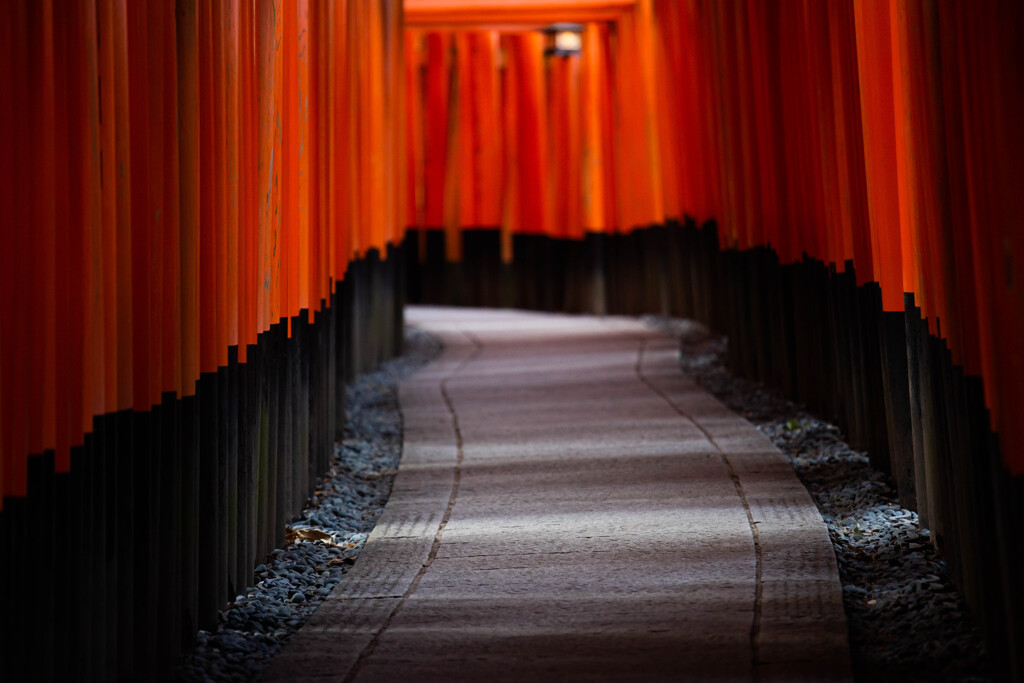 朝の千本鳥居　Ⅲ