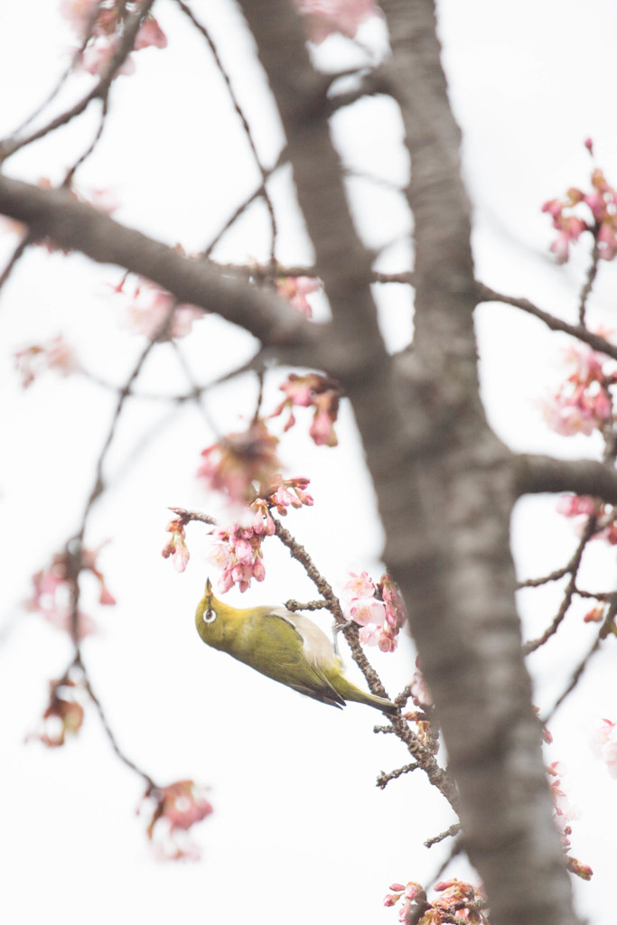 冬の桜とメジロ　Ⅰ