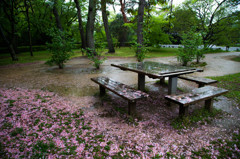 京都御苑の春景　Ⅵ