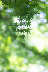 夏のGreen　Ⅰ