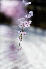 枯山水の水面に桜ふる。