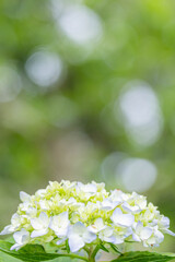 あじさいのいぶき