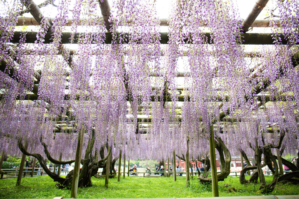 平等院の藤