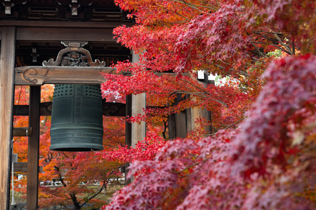 智積院 紅葉の海　Ⅰ