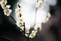 白梅　Ⅱ