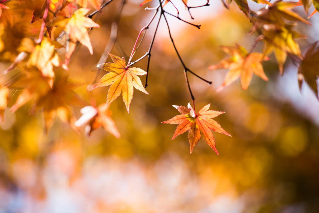 『黄金に燃える』