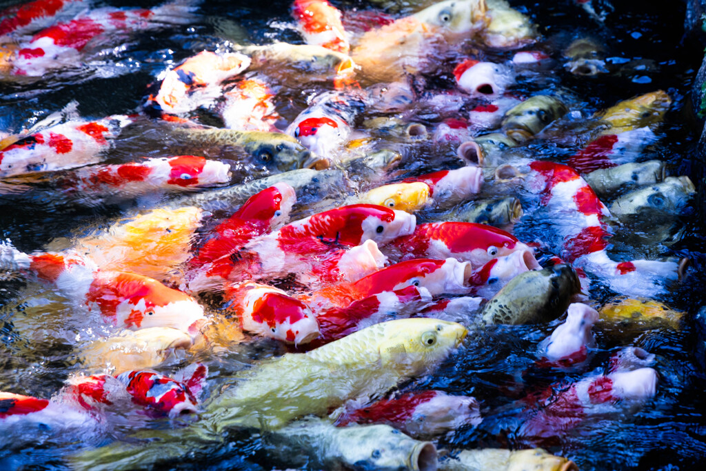 争奪戦･･･(@_@)