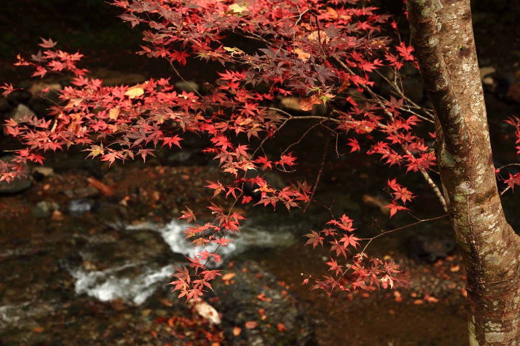 紅葉　at 貴船川