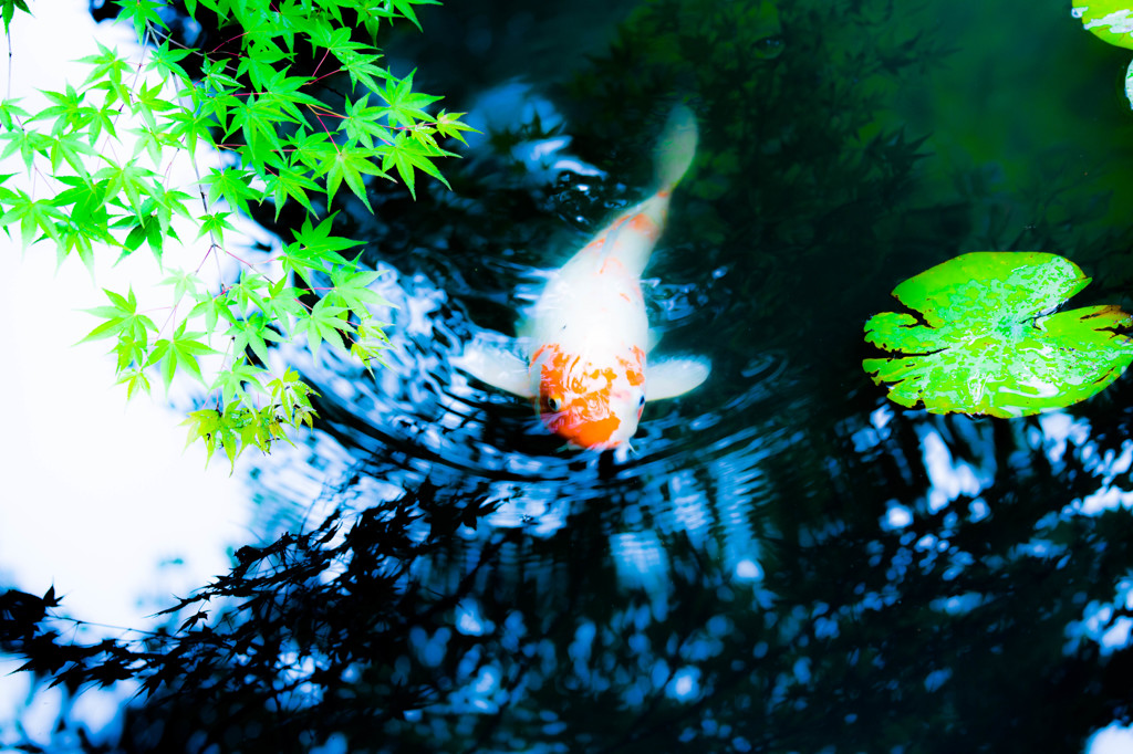 夏のもみじと池の鯉　Ⅱ
