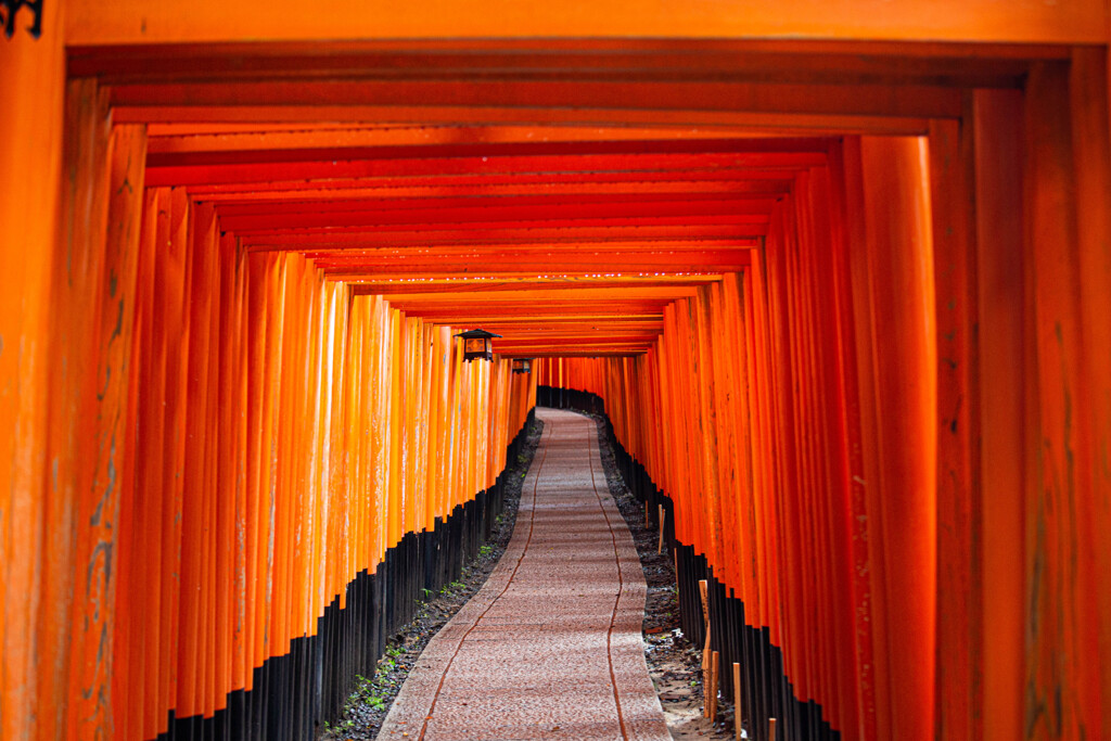 千本鳥居を進む　Ⅲ