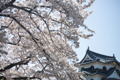 彦根城の春　Ⅳ