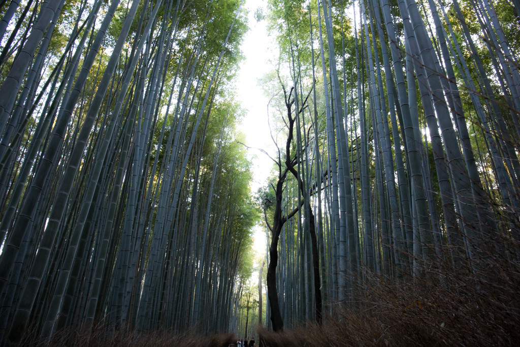 嵯峨野 竹林の道　Ⅲ