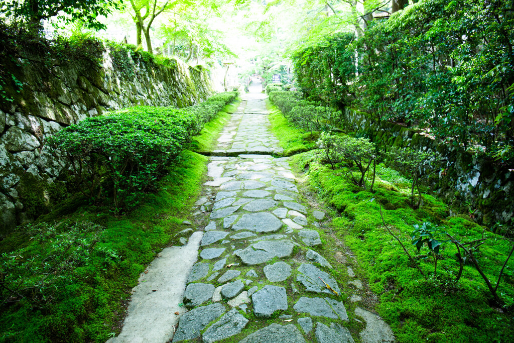 緑の参道