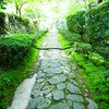 緑の参道