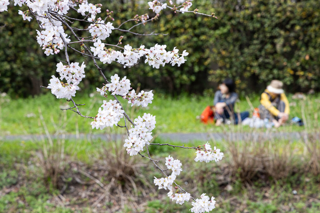お花見日和