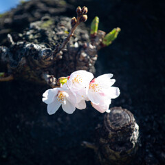 胴吹き桜　Ⅲ