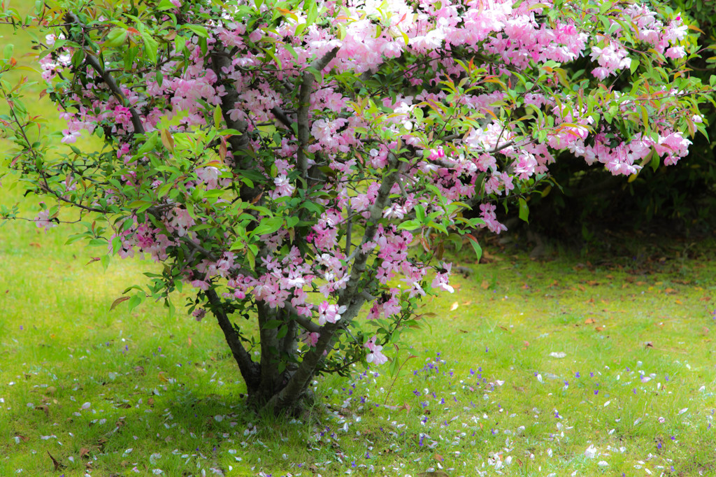 花でお迎え。