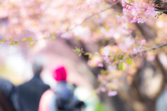 河津桜が咲く道で。