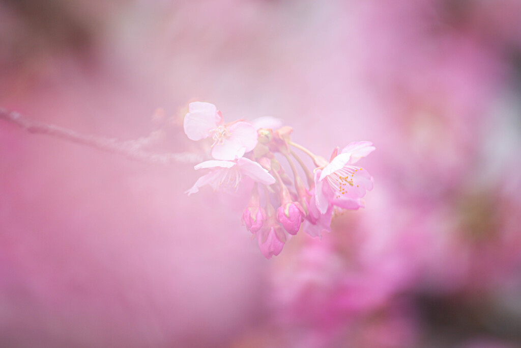 桜色のベールに。