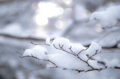 雪の花